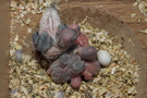130329 --- Gruppbild av alla ungar